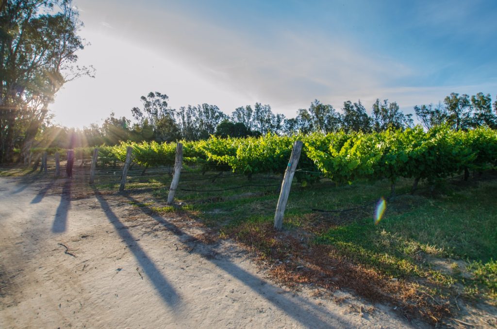 Gallery Cape Horn Vineyard & Riverside Bar