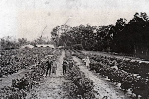 capehorn vineyard 1926-1