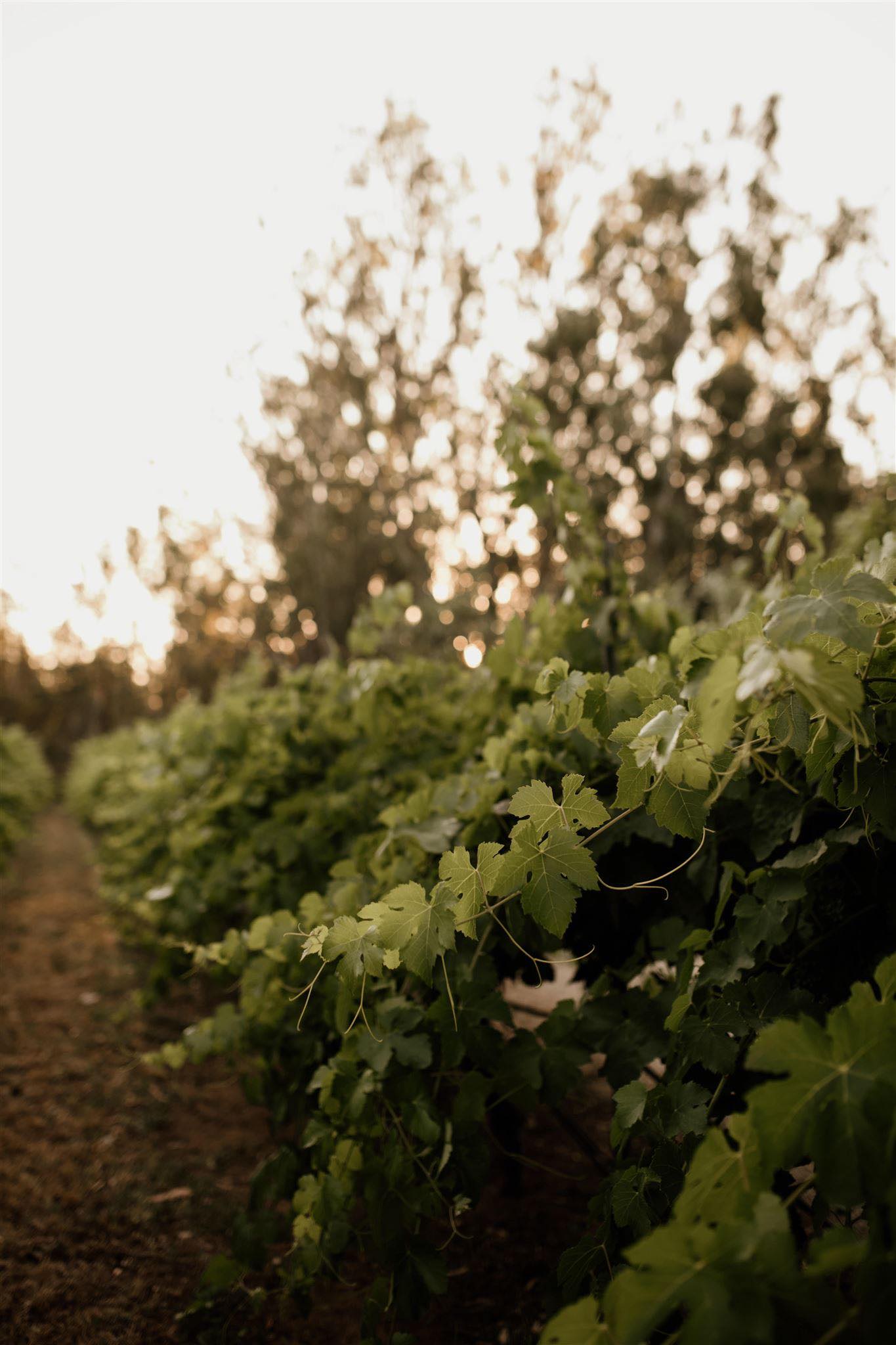 About Cape Horn Vineyard & Riverside Bar